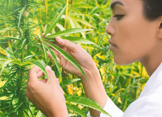 How to Find the Perfect Cannabis Strain for Your Lifestyle